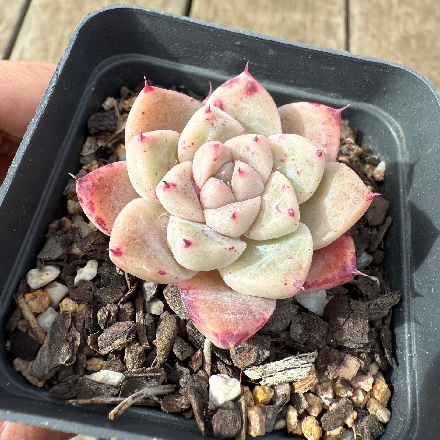 2608 Echeveria 'White King'