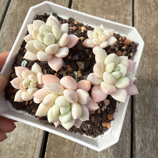 2608 Graptoveria White Horse