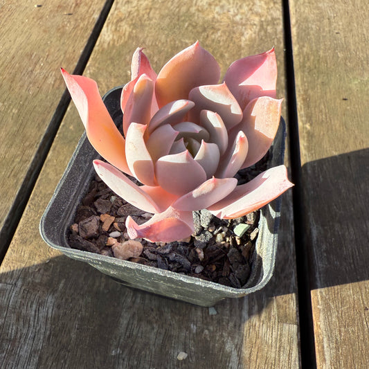 2705 Echeveria Cante