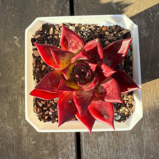 2705 Echeveria Cayenne