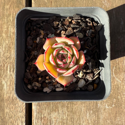 2705 Echeveria Chiok