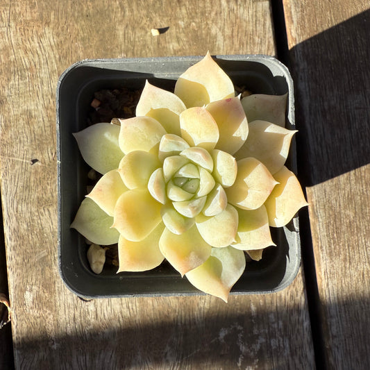 2705 Echeveria Jade Kylin