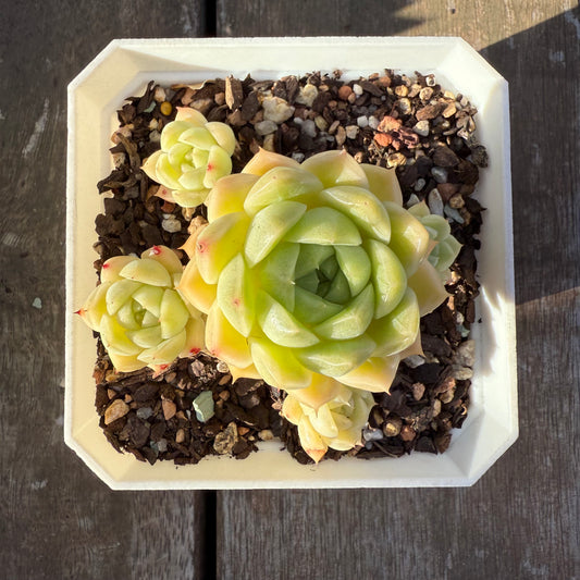 2705 Echeveria Malgan (Large Clump)
