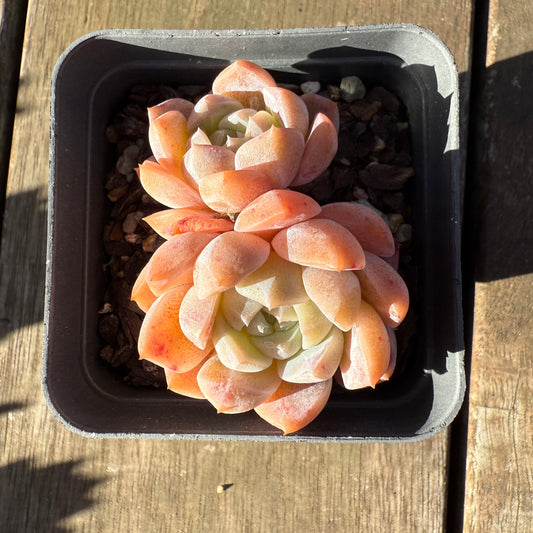 2705 Echeveria Orange Diamond