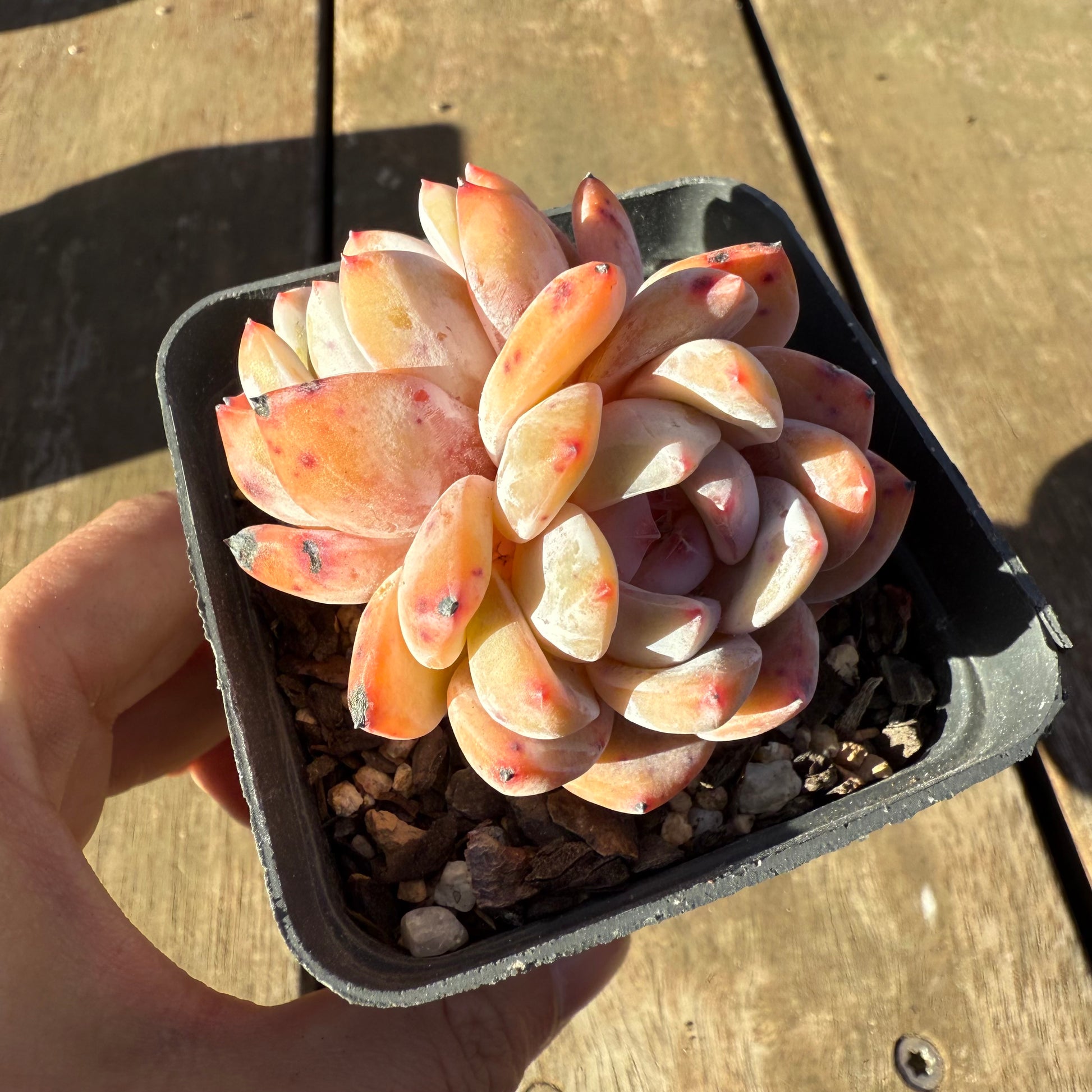 orange monroe succulent 2705 Echeveria Orange Monroe – Bella Succulent Garden