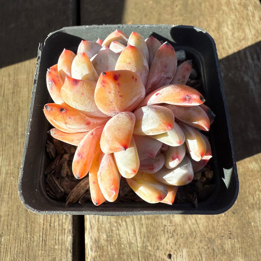 2705 Echeveria Orange Monroe
