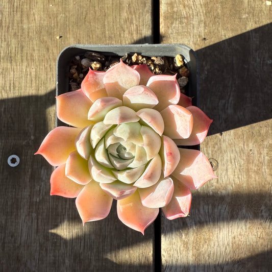 2705 Echeveria Pink Candy