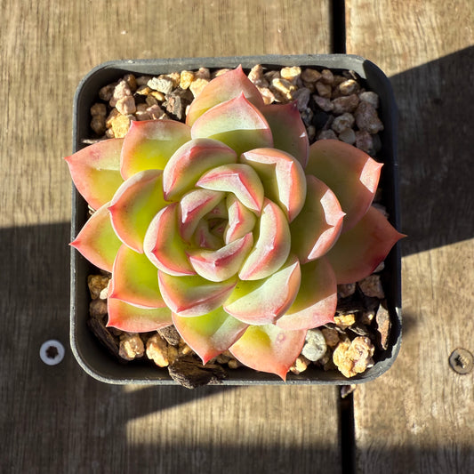 2705 Echeveria Strawberry Cake