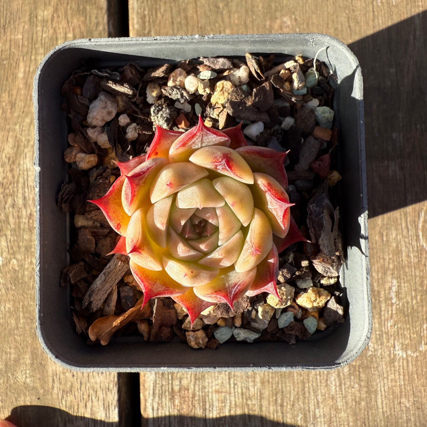 2705 Echeveria 'White Queen'