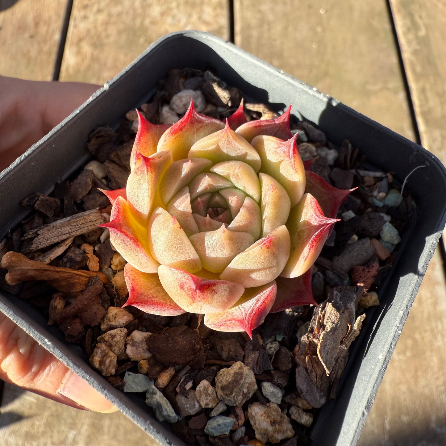 2705 Echeveria 'White Queen'