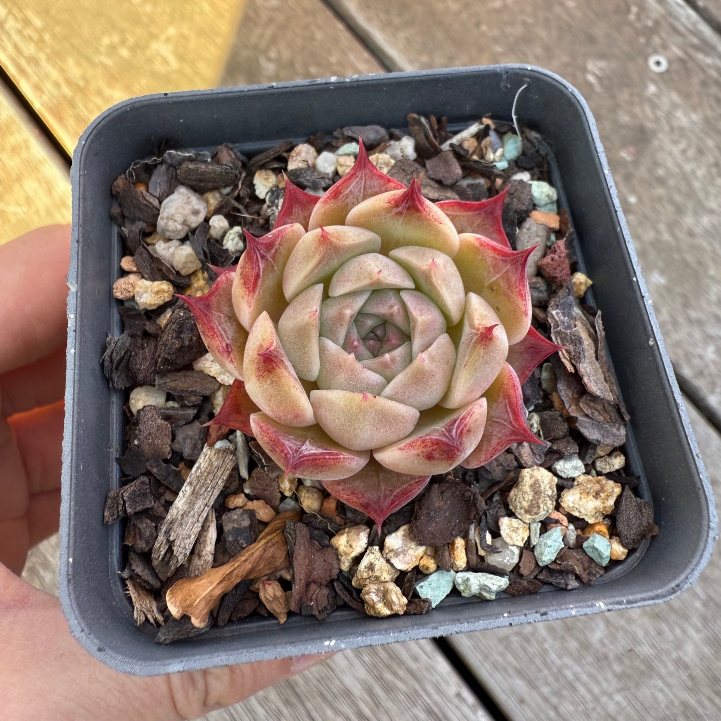 2705 Echeveria 'White Queen'