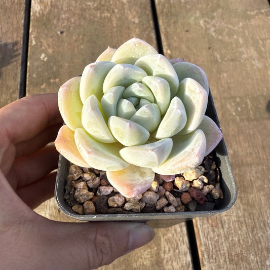 2705 Echeveria 'White Shell'