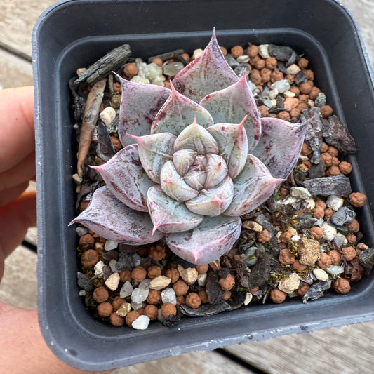2705 Echeveria 'Black Magic'