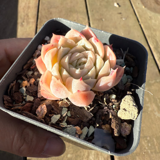 2705 Echeveria 'Princess Ariel'