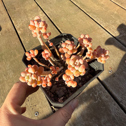2705 Graptopetalum Microcalyx