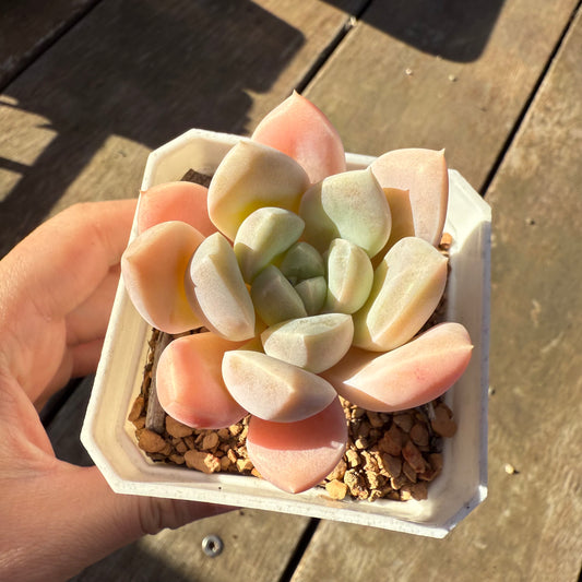 2705 Graptoveria 'Puff'