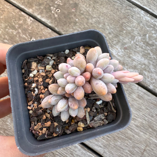 2705 Pachyphytum Baby Finger