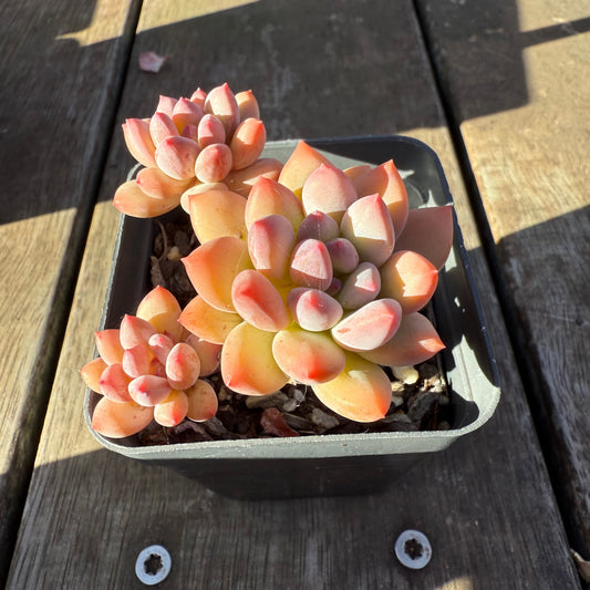 2705 Pachyveria Virgo