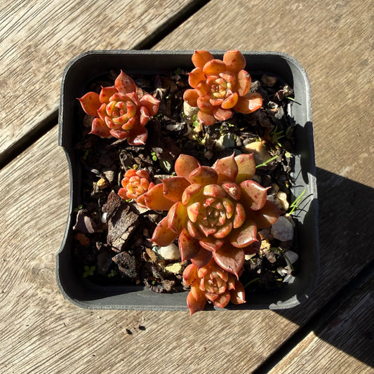 2804 Echeveria Bini Gessei (multi)