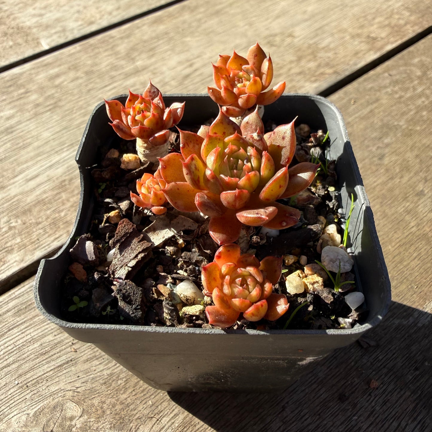 2804 Echeveria Bini Gessei (multi)