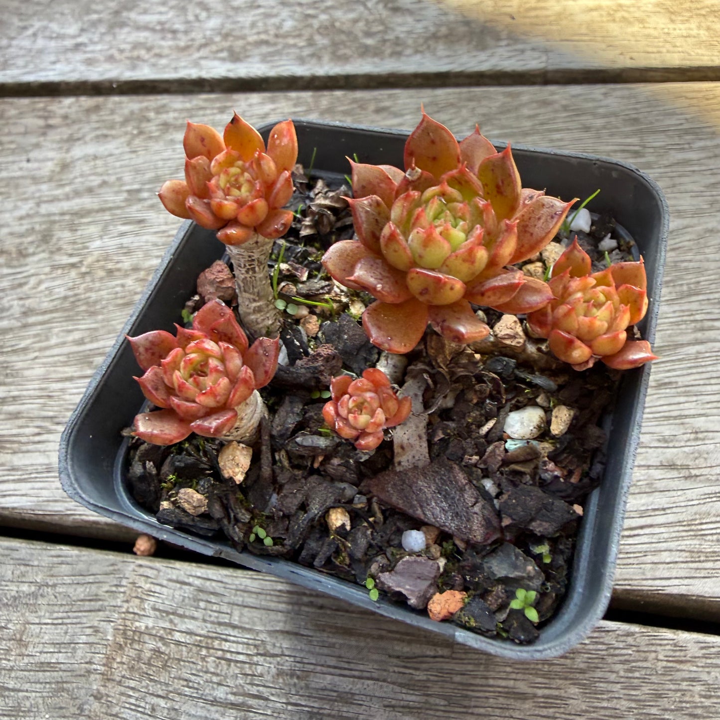 2804 Echeveria Bini Gessei (multi)