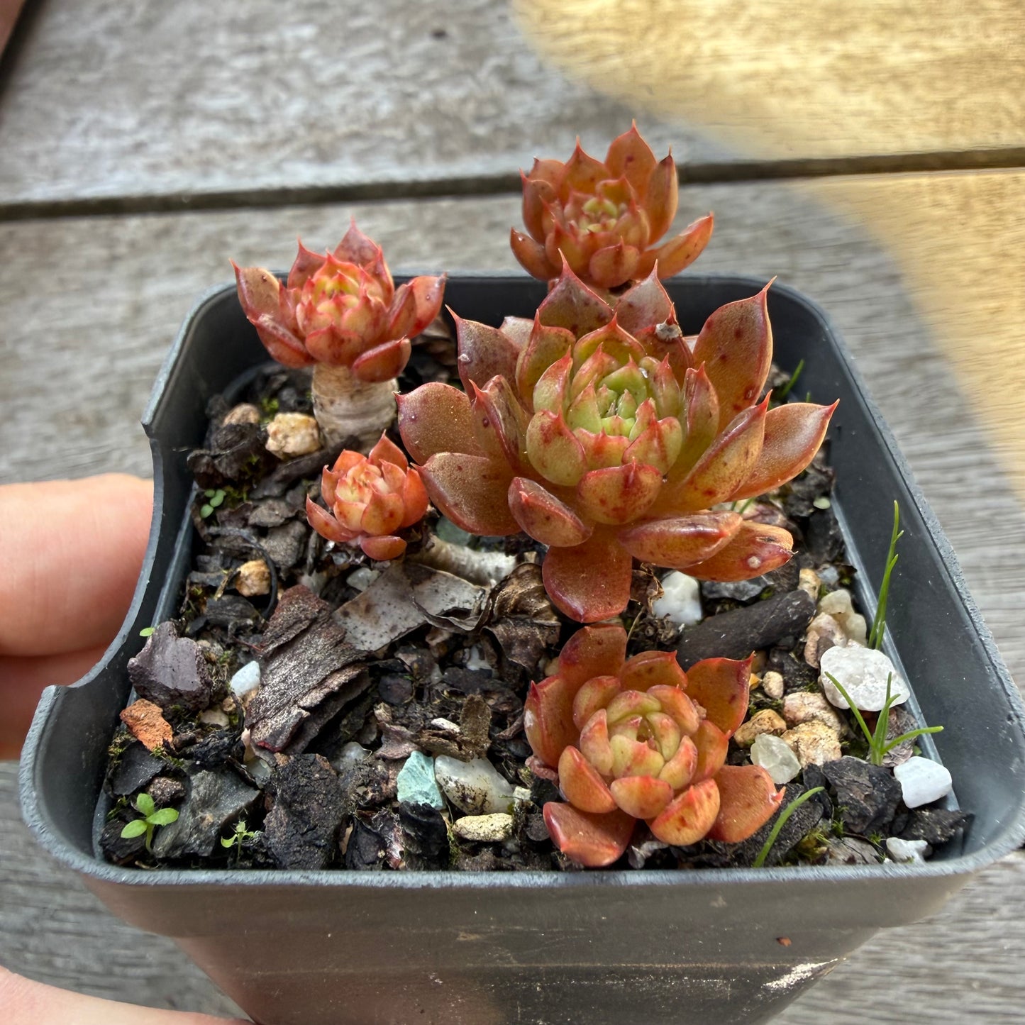 2804 Echeveria Bini Gessei (multi)