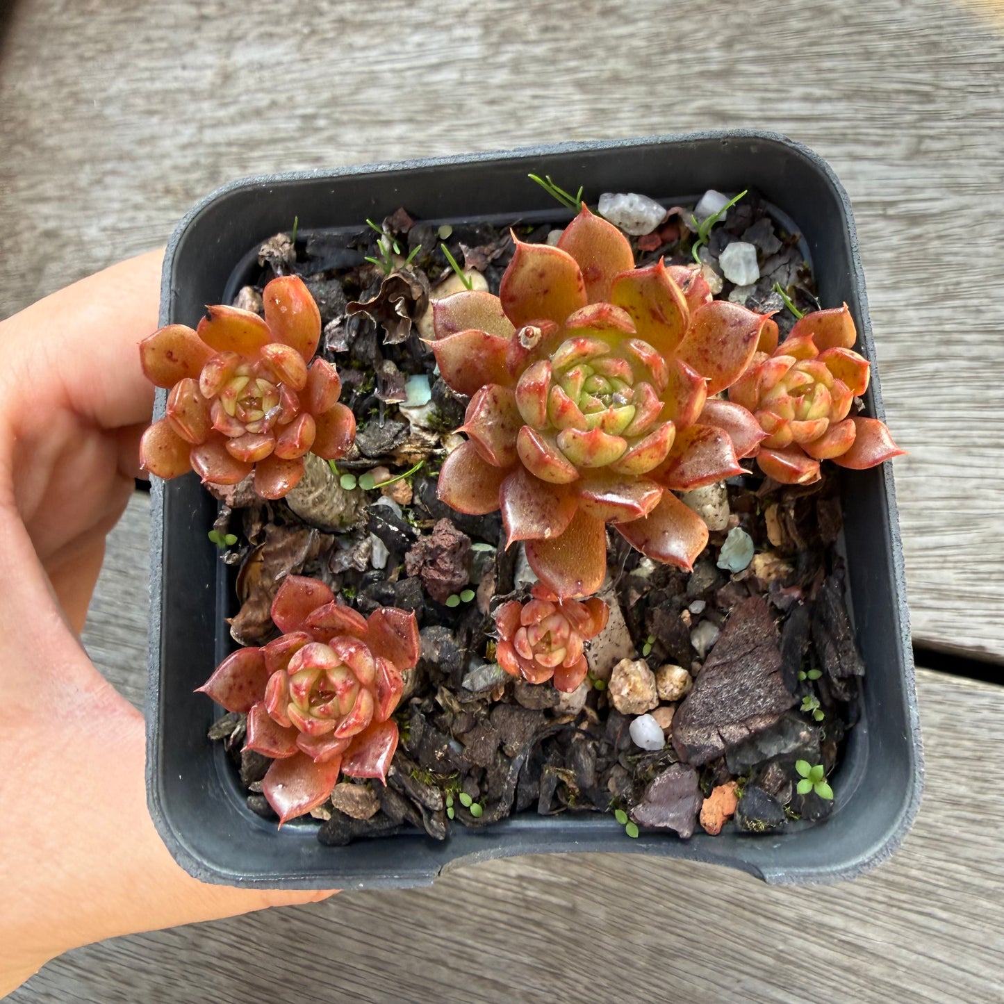 2804 Echeveria Bini Gessei (multi)