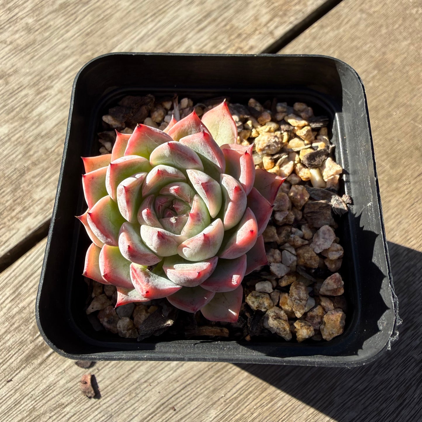 2804 Echeveria Black Swan