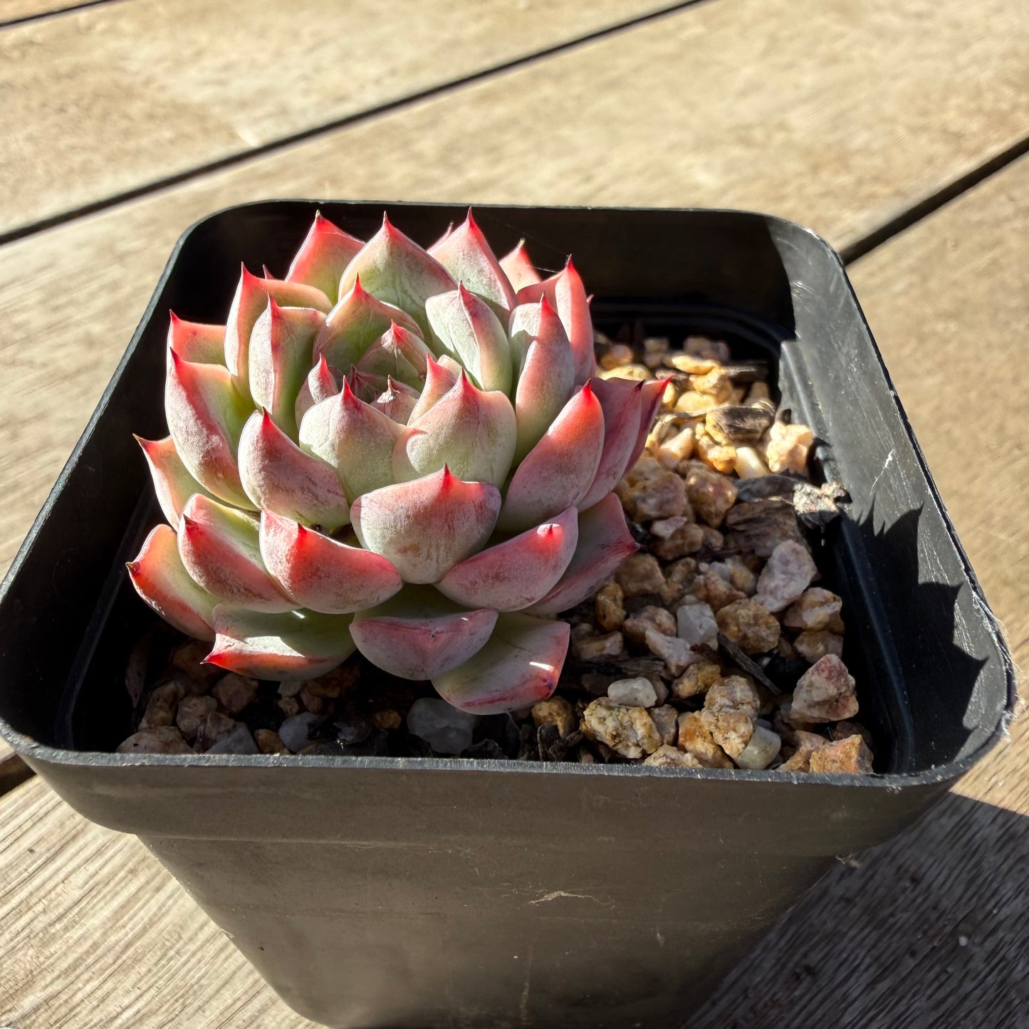 2804 Echeveria Black Swan