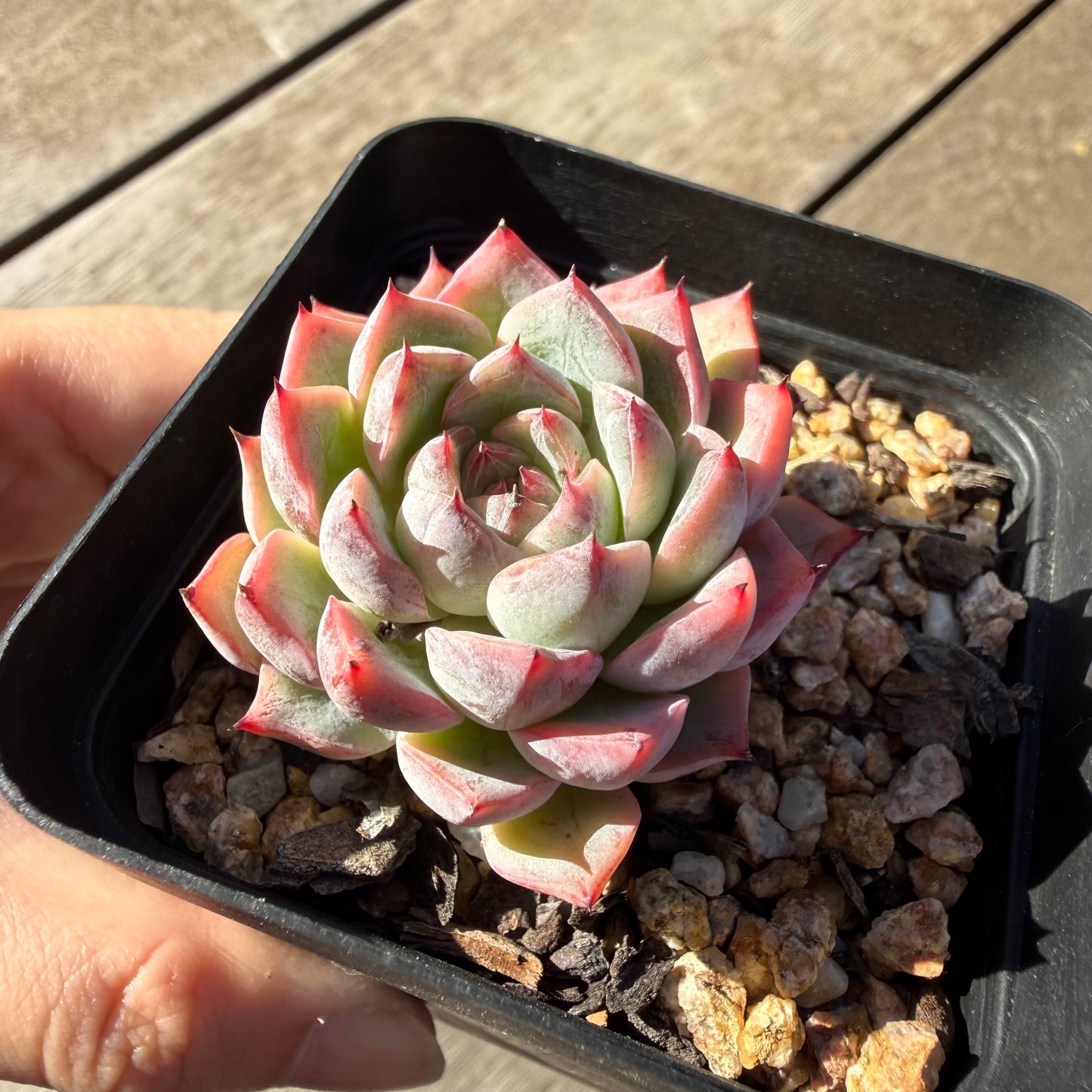 2804 Echeveria Black Swan