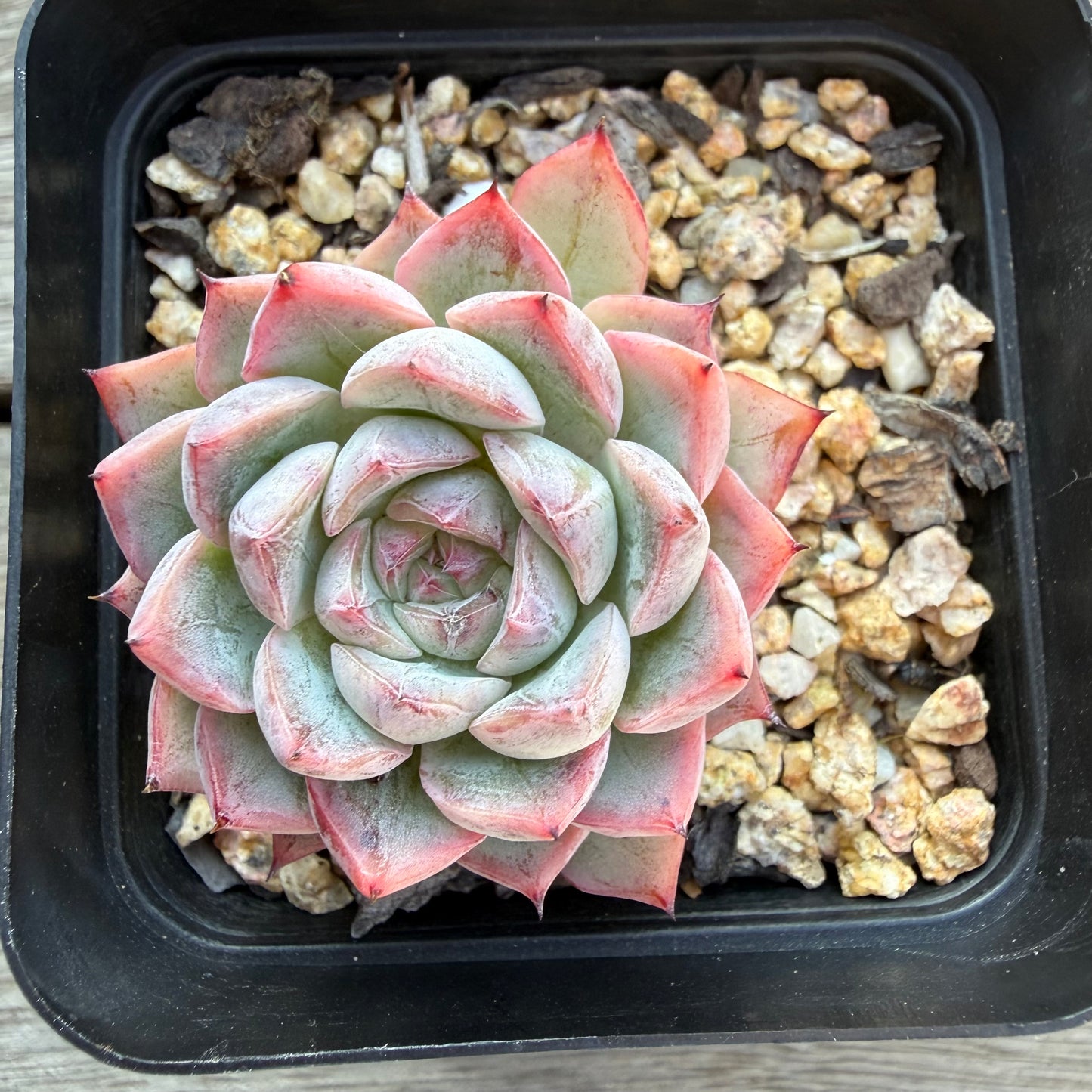 2804 Echeveria Black Swan