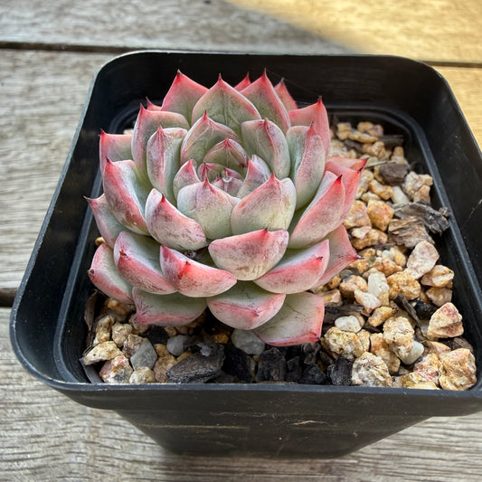 2804 黑天鹅