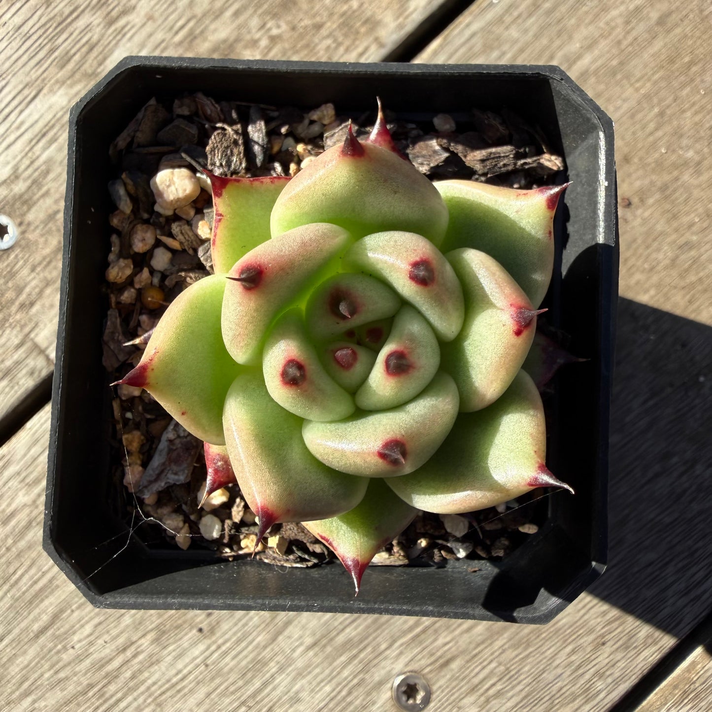 2804 Echeveria Agavoides Ebony (Fat Form)