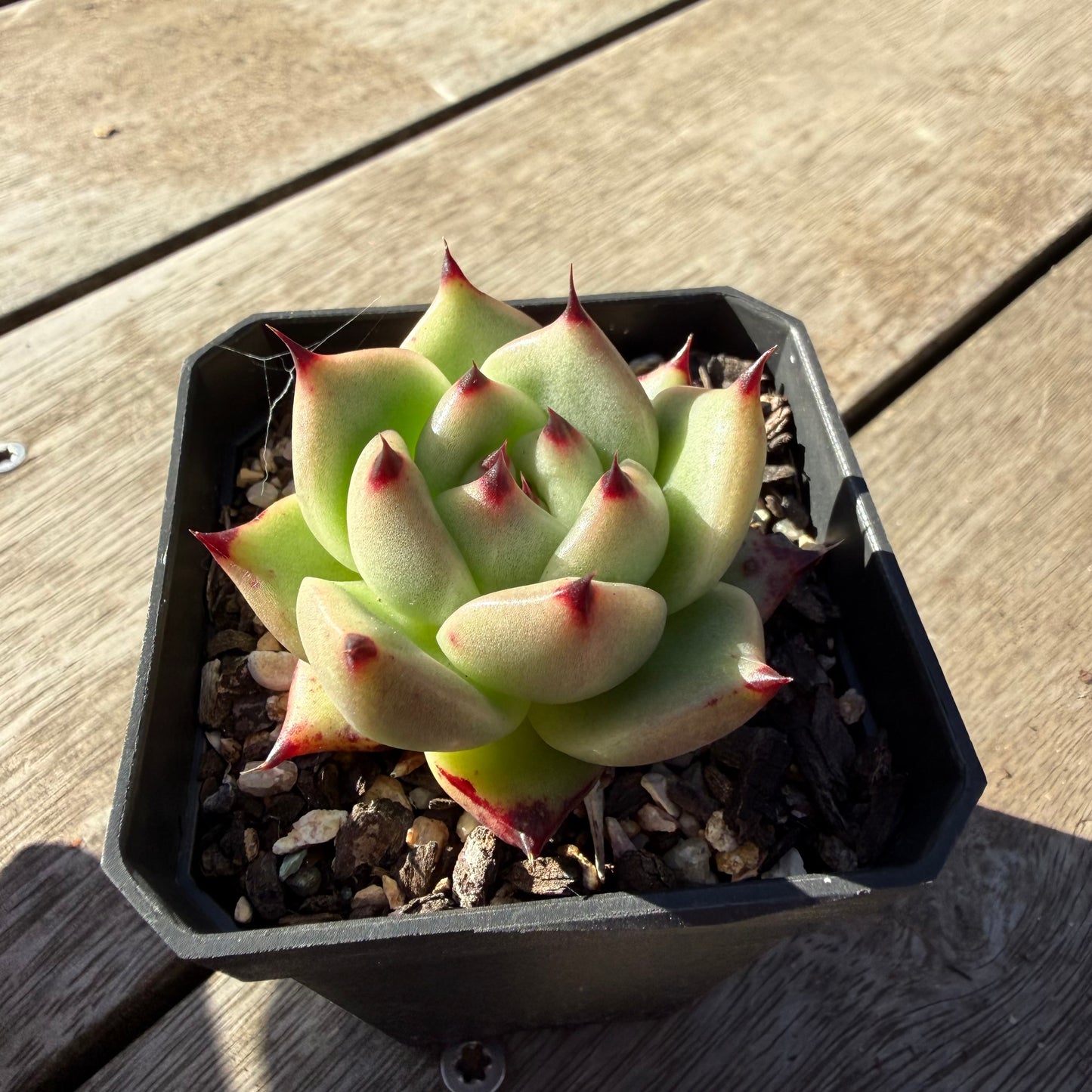 2804 Echeveria Agavoides Ebony (Fat Form)