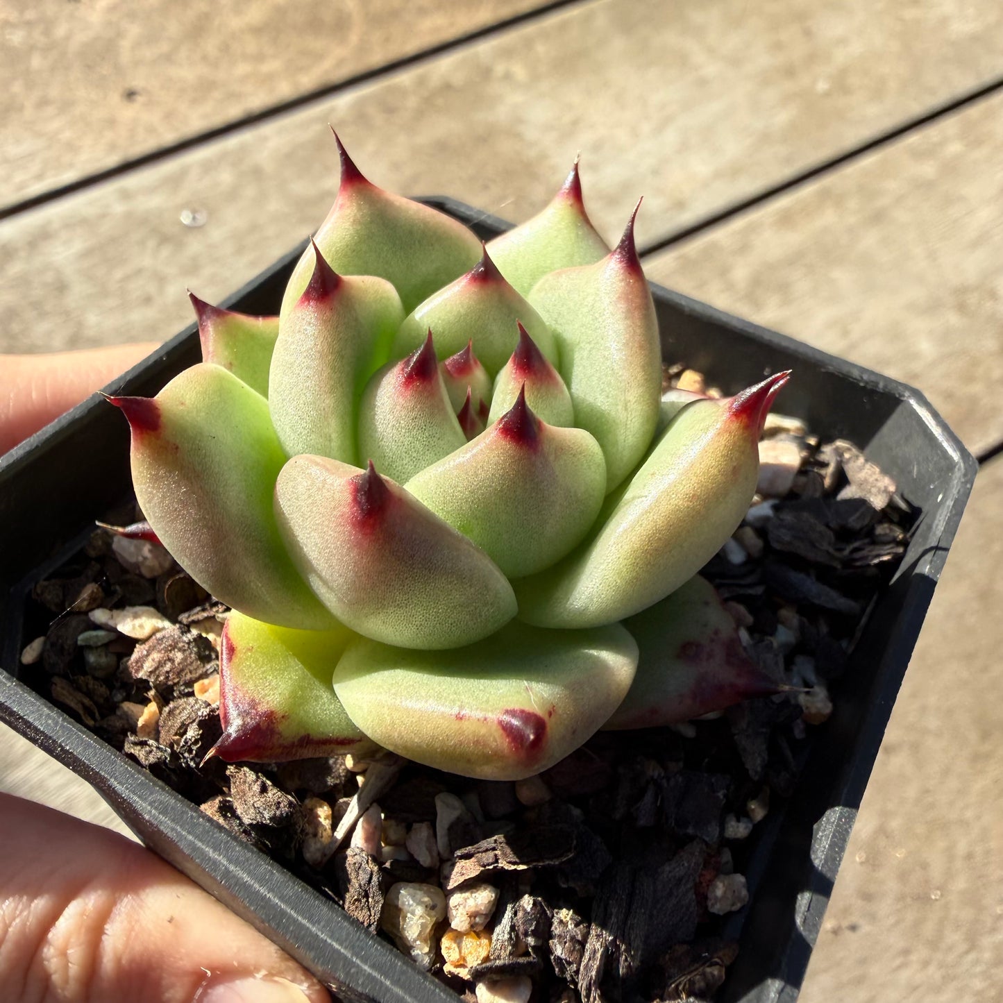 2804 Echeveria Agavoides Ebony (Fat Form)