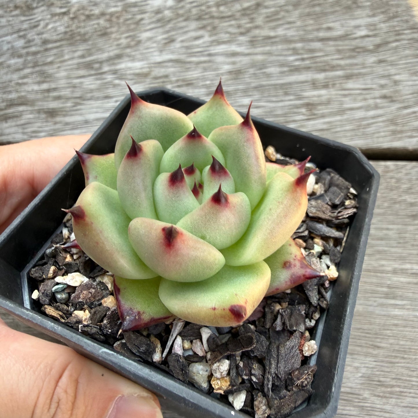 2804 Echeveria Agavoides Ebony (Fat Form)