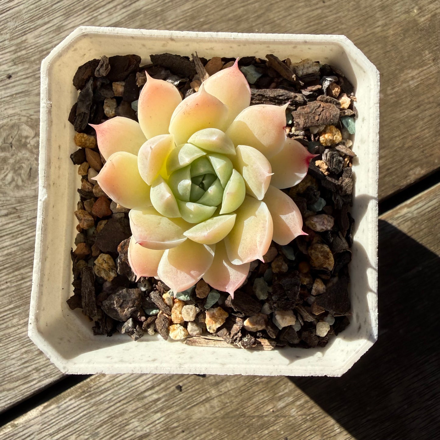 2804 Echeveria Elegans 'Crystal'