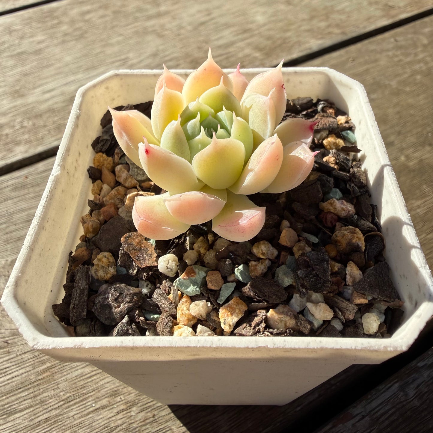 2804 Echeveria Elegans 'Crystal'