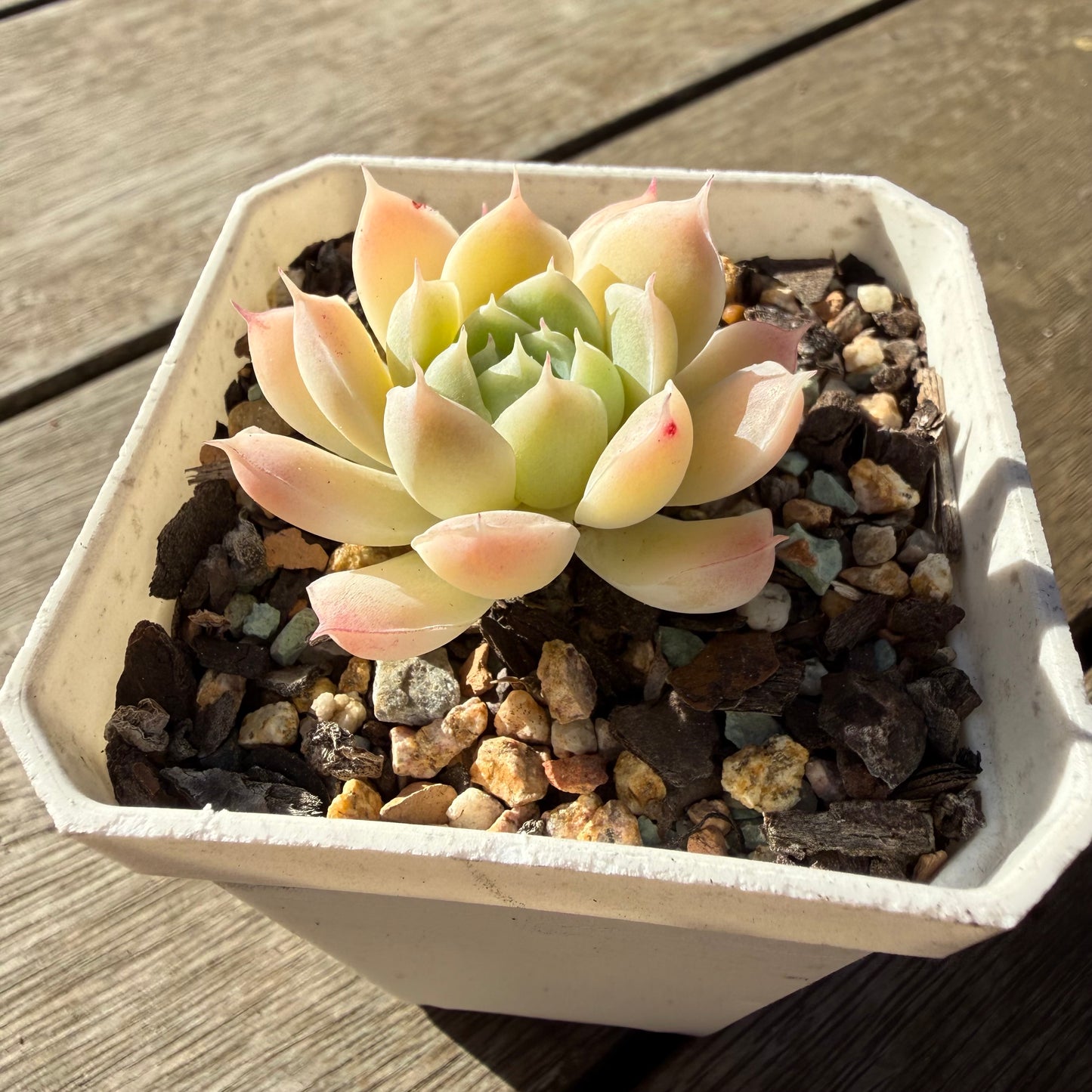 2804 Echeveria Elegans 'Crystal'