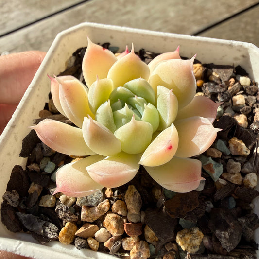 2804 白水晶 月影