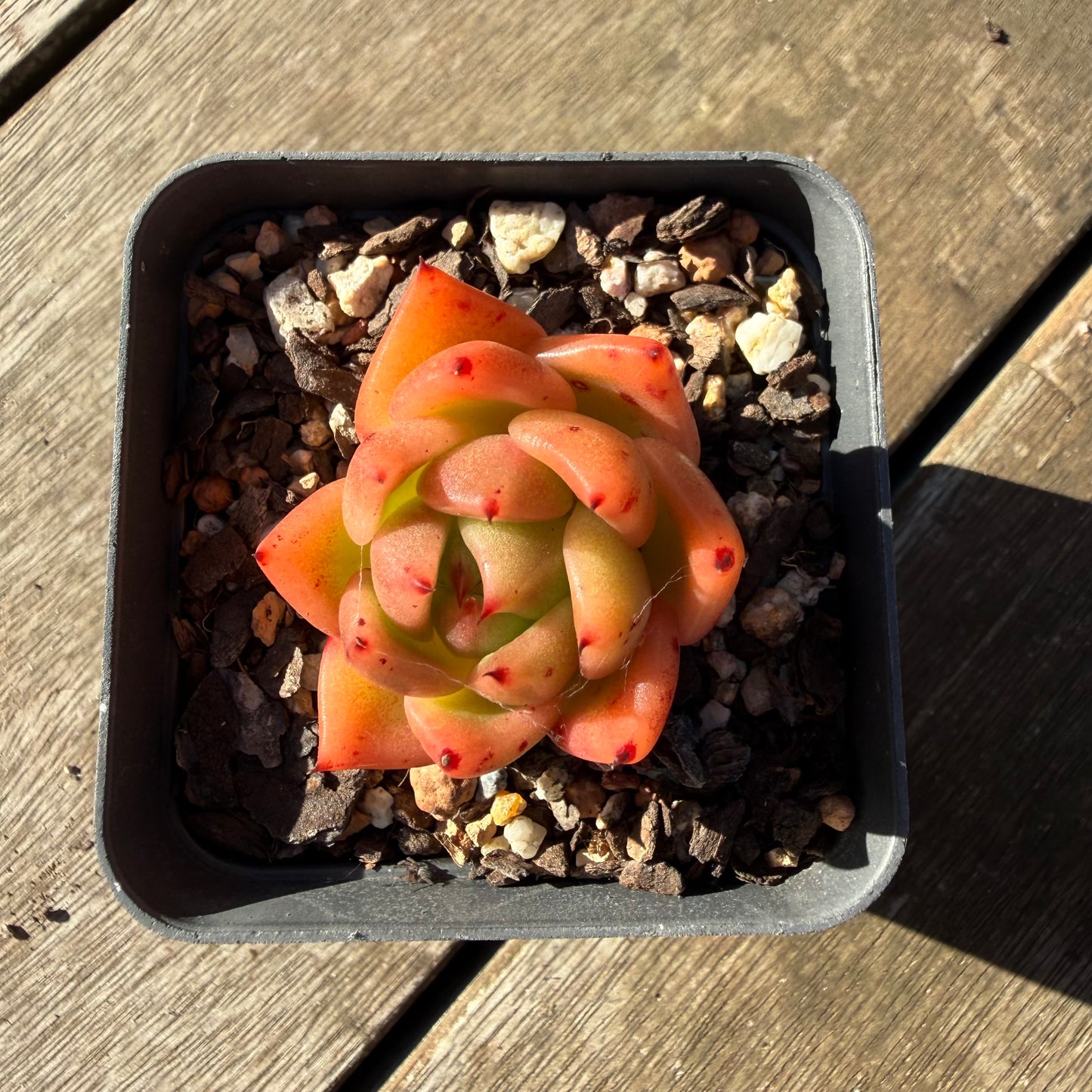 2804 Echeveria Encore