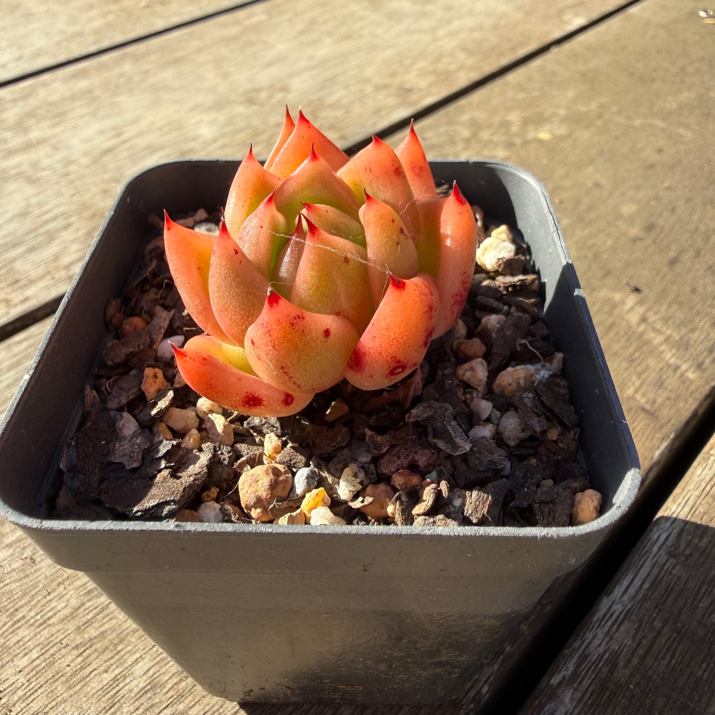 2804 Echeveria Encore