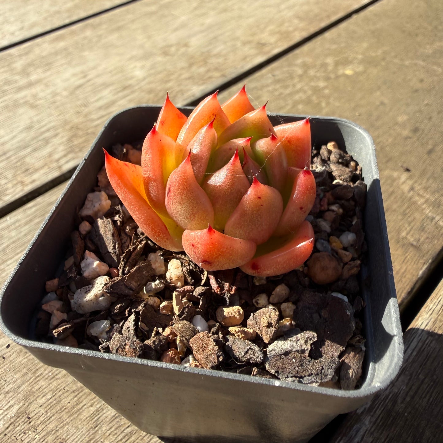2804 Echeveria Encore