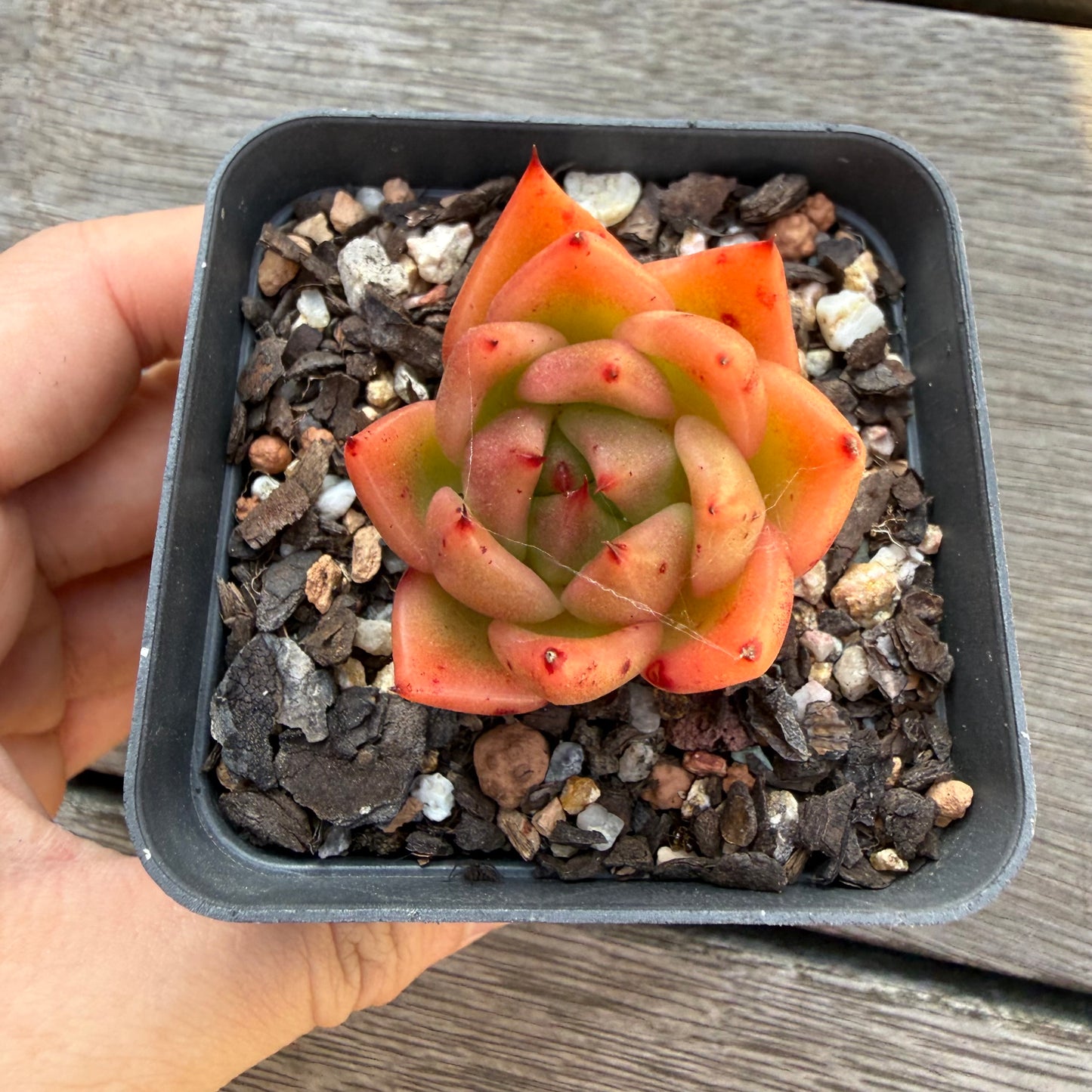2804 Echeveria Encore