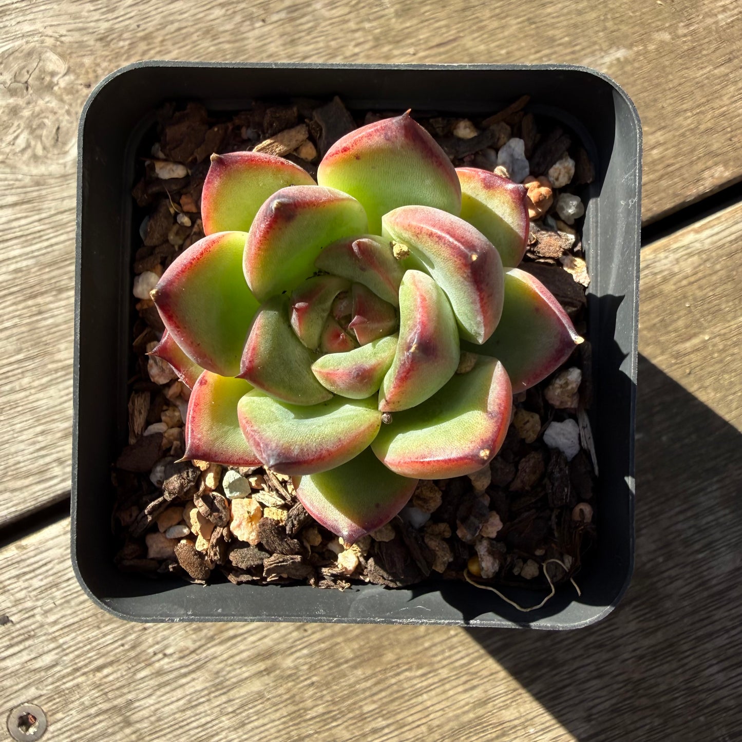 2804 Echeveria Fire Pillar