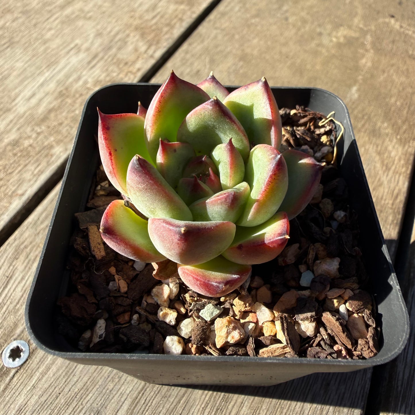 2804 Echeveria Fire Pillar