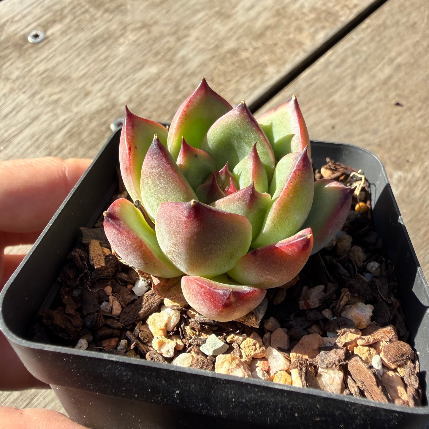 2804 Echeveria Fire Pillar