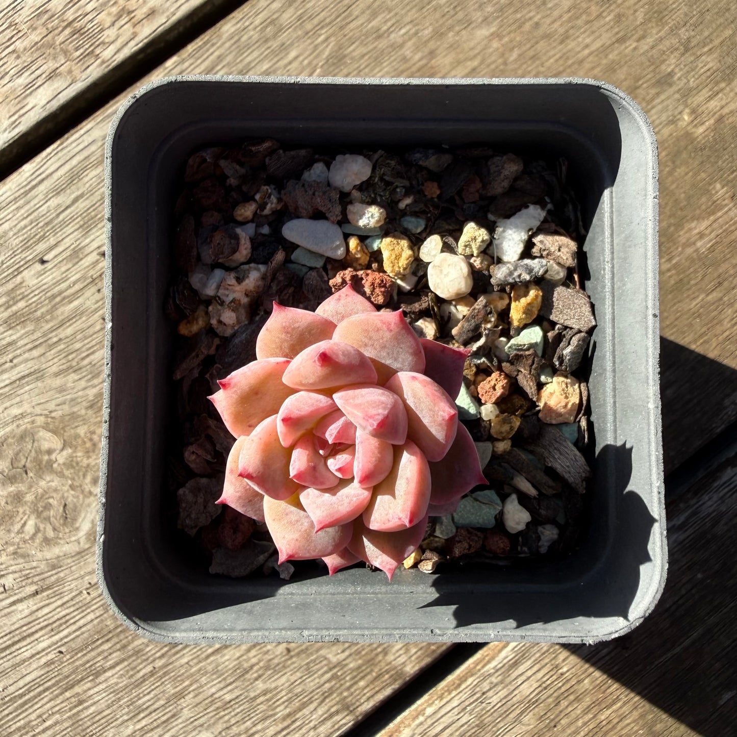 2804 Echeveria Frosty Bloom