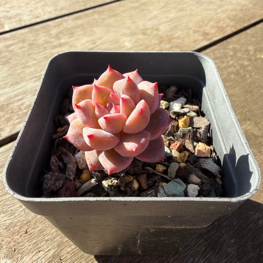 2804 霜花