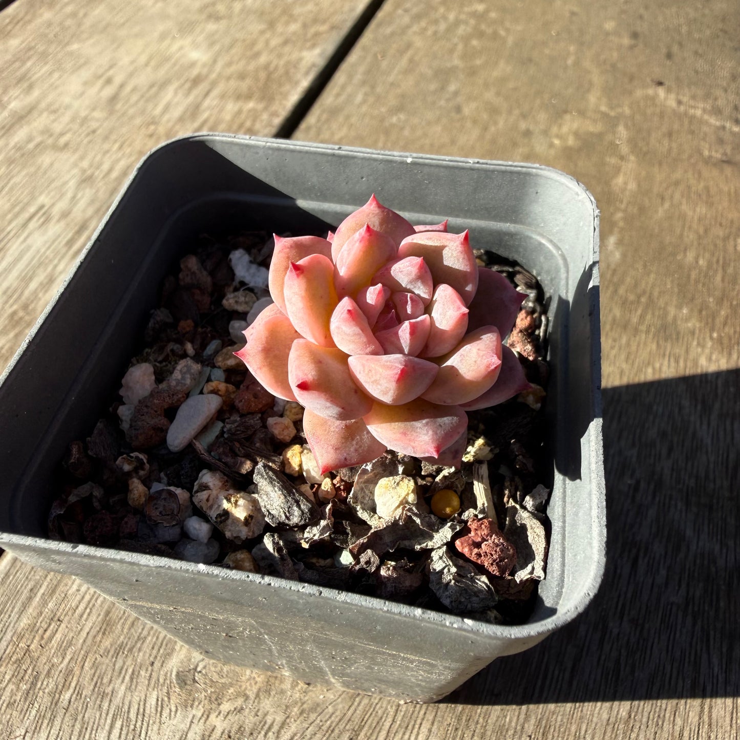 2804 Echeveria Frosty Bloom